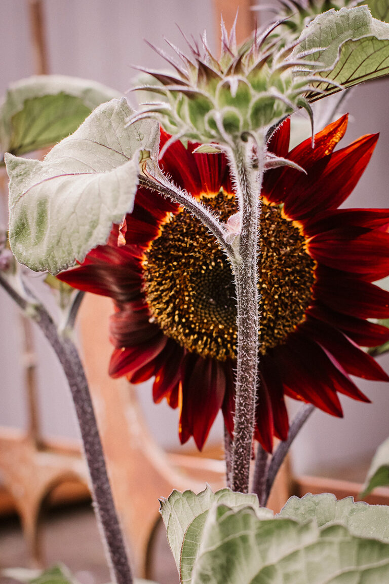 Red sunflower